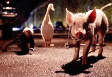 CINECLUB XIC. Babe, el porquet valent