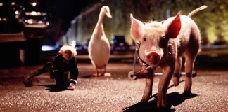 CINECLUB XIC. Babe, el porquet valent