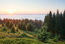 Irene Solà i la ruralia literària