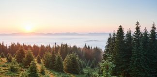 Irene Solà i la ruralia literària