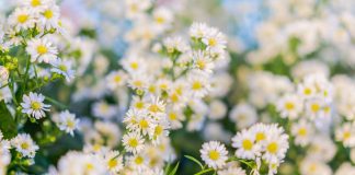 ‘Botànica màgica’, Joan A. Oriol Dauder