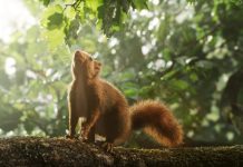 CINECLUB XIC. El cor del roure