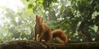 CINECLUB XIC. El cor del roure