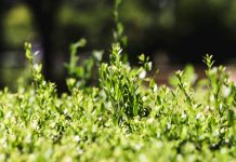 ‘Cara de pan’, Sara Mesa