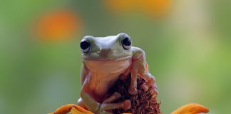 ‘El salt de la granota. Idees per fer front al canvi climàtic’, Teresa Franquesa i Pau Gasol