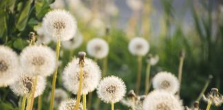 PRESENTACIÓ. Les coses que creixen