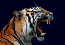 ‘Tigre, tigre’, Lynne Reid Banks