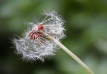 ‘Les coses que creixen’, Godai Garcia