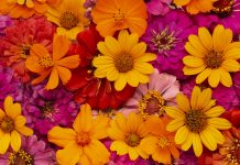 ‘Viatges i flors’, Mercè Rodoreda