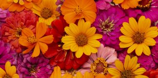 ‘Viatges i flors’, Mercè Rodoreda