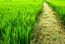 Herba, de Keum Suk Gendry-Kim