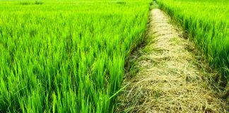 Herba, de Keum Suk Gendry-Kim