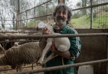 Crítica d’’Animal’