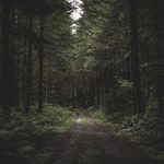 Curvy narrow muddy road in a dark forest surrounded by greenery and a little light coming from above