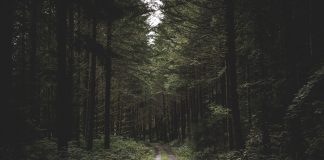 ‘Les llavors eternes’, Sílvia Plana