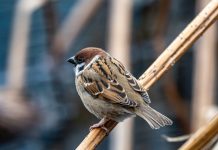 PRESENTACIÓ DE LLIBRE. ‘Els ocells de les rondalles meravelloses’, Andreu Carretero Serra