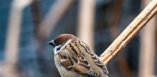 PRESENTACIÓ DE LLIBRE. ‘Els ocells de les rondalles meravelloses’, Andreu Carretero Serra