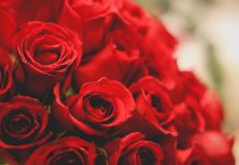 Sant Jordi: amor, llibres… i una mica de resistència