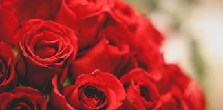 Sant Jordi: amor, llibres… i una mica de resistència