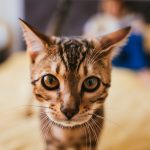 Bengal cat comes to a woman while she reads on the bed